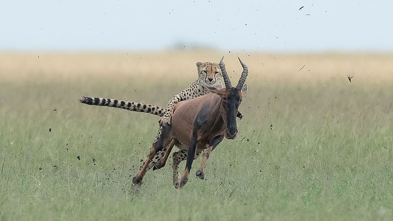 Гепард прокатился верхом на антилопе. Фото: Дик ван Дуийн