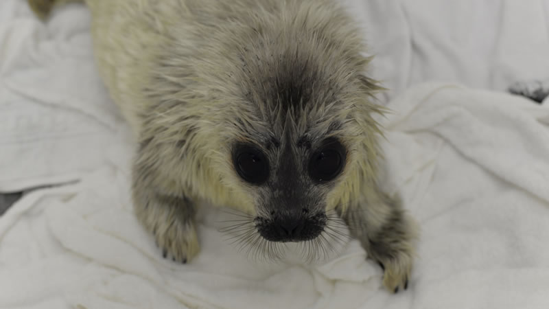 Спасённая трёхдневная нерпа Ксения. Фото: Группа «Спасение тюленей» ВКонтакте