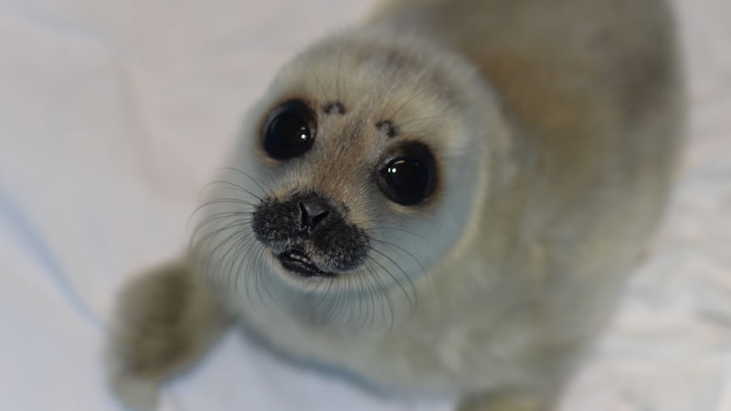 Оставшегося без матери нерпёнка нашли на берегу Финского залива. Фото: Группа «Спасение тюленей» ВКонтакте