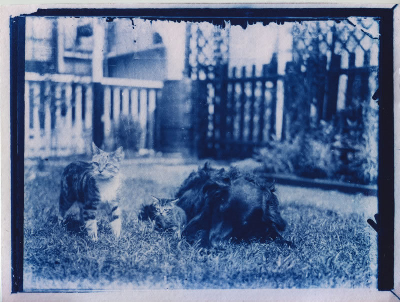 Снимок с котами, напечатанный с фотопластинки 1900 года