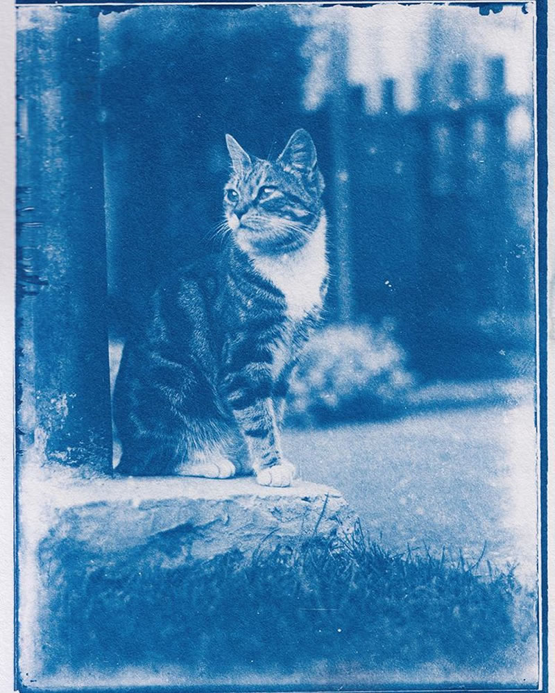 Снимок с котом, напечатанный с фотопластинки 1900 года