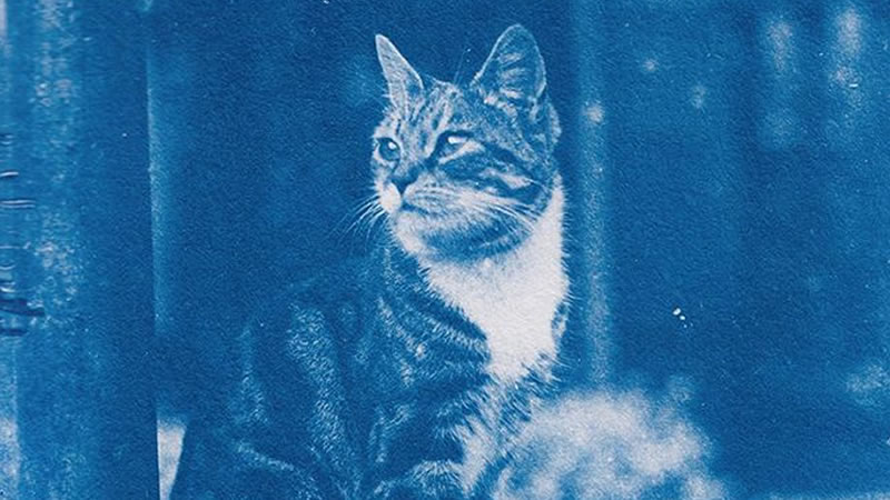 Фотографии котов из прошлого обнаружили в подвале старого дома