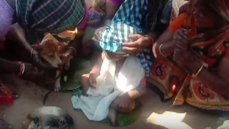 Церемония бракосочетания ребёнка с собакой в Индии. Изображение: кадр из видео