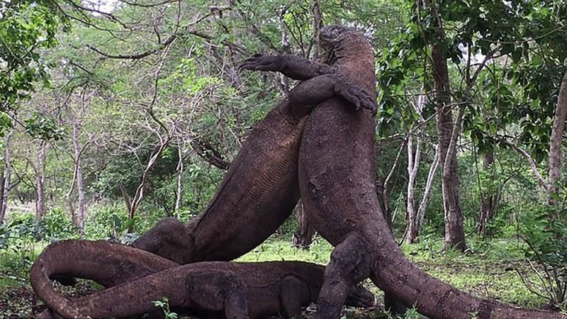 Групповое сражение комодских варанов. Изображение: кадр из видео
