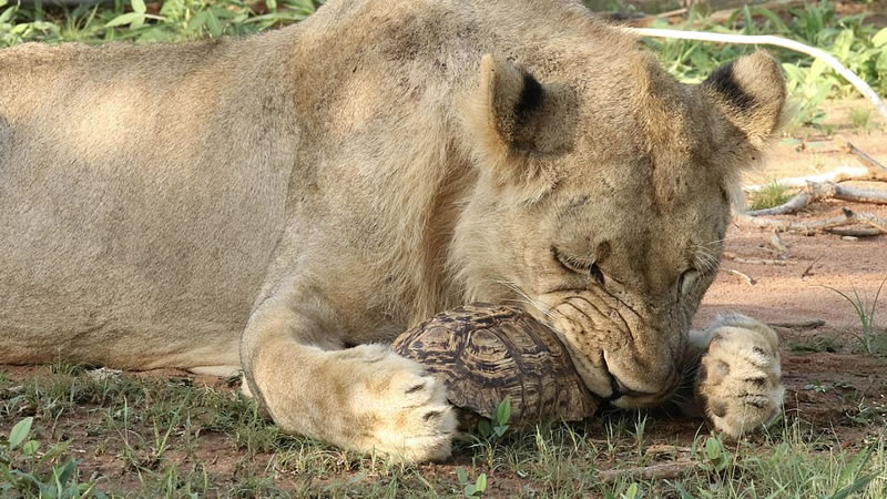 Львица поймала леопардовую черепаху и не смогла достать её из панциря. Фото: John Sampson