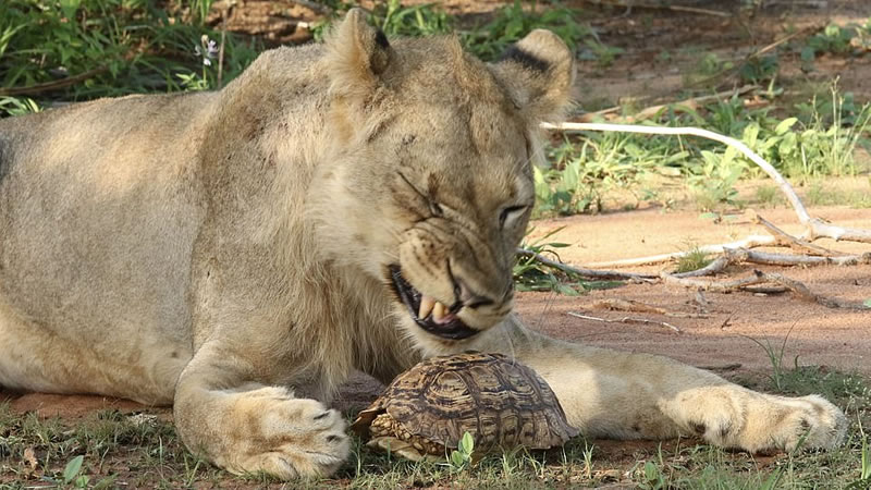 Львица поймала леопардовую черепаху и не смогла достать её из панциря. Фото: John Sampson