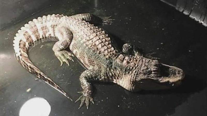 Найденный в подвале миниатюрный 25-летний аллигатор. Фото: Madison Township Police