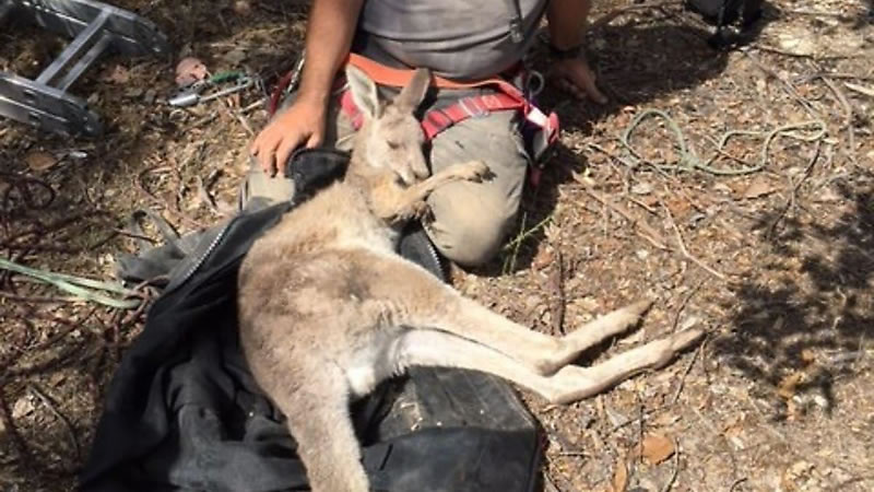 Спасённая из заброшенной шахты самка кенгуру. Фото Five Freedoms Animal Rescue