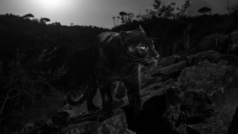 Чёрный леопард. Фото: Will Burrard-Lucas