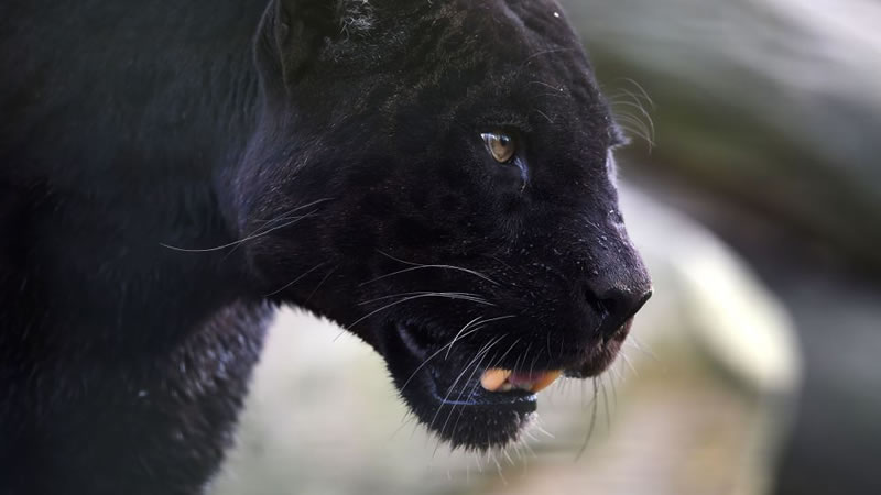 Редчайший чёрный леопард попал на видео в Южной Африке