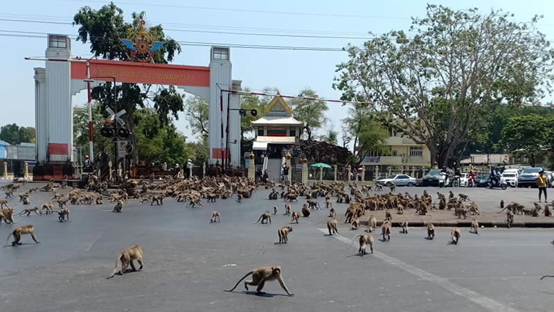Полчища обезьян в районе Муанг Лопбури, Таиланд. Фото: Sasaluk Rattanachai