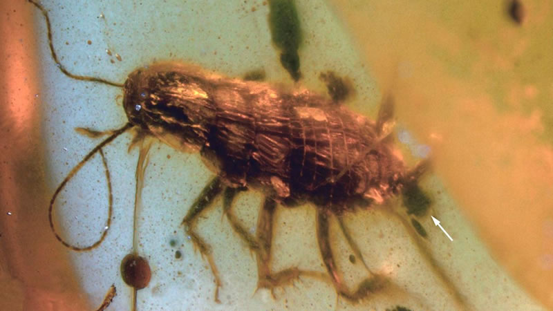 Застывший в янтаре таракан возрастом 100 миллионов лет