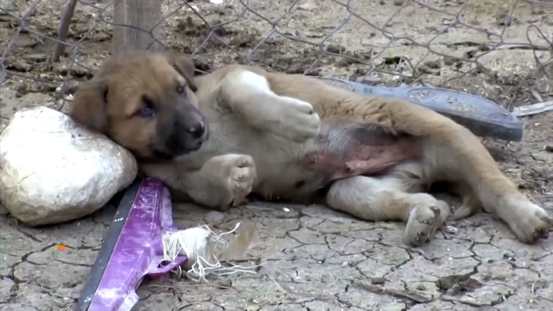 Спасённый мальчиком из нефтяной скважины щенок. Изображение: кадр из видео