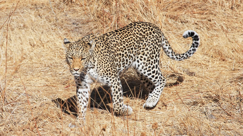 В индийском штате Мадхья-Прадеш спасли провалившегося в колодец леопарда