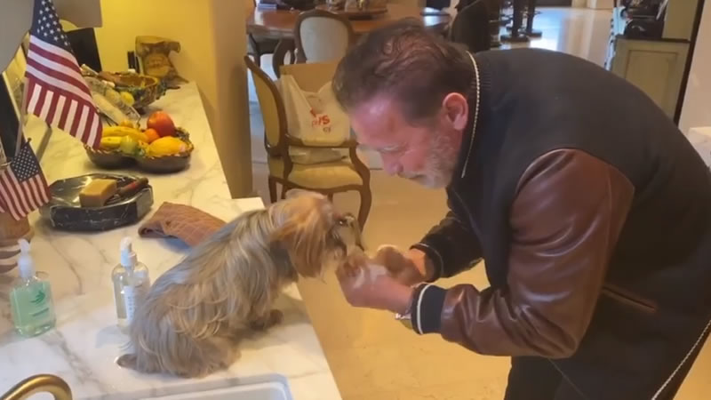 Арнольд Шварценеггер попытался объяснить своей  собаке Черри, как правильно мыть руки. Изображение: кадр из видео