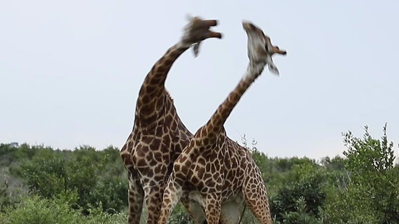 Жирафы наносят друг другу удары шеями. Изображение: кадр из видео