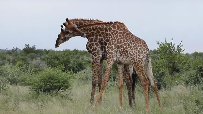 Во время драки жирафы наносят друг другу удары своими шеями. Изображение: кадр из видео