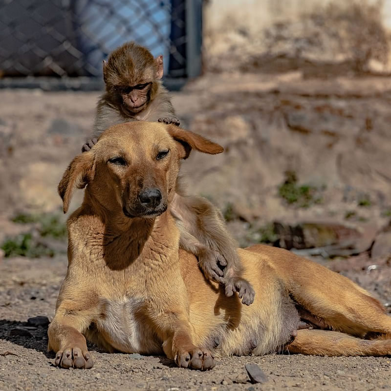 Осиротевшая обезьянка играет с приютившей её беременной собакой. Фото: Prakash Badal