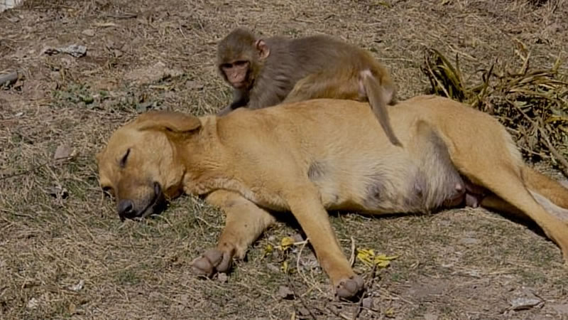 Осиротевшая обезьянка играет с приютившей её беременной собакой. Изображение: кадр из видео