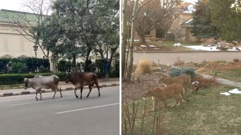 Дикие животные гуляют по опустевшим городским улицам вместо людей