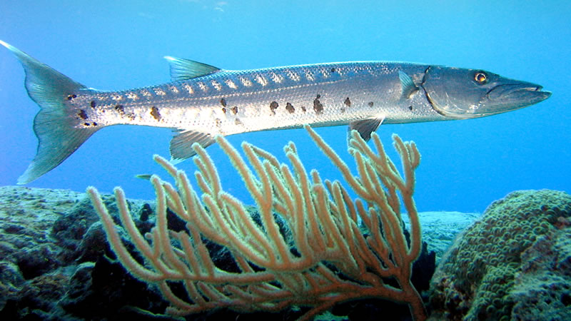 Барракуда - крупная рыба с мощными челюстями