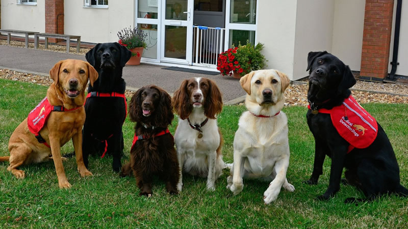 Собаки организации Medical Detection Dogs. Фото: Jr John Watts Robertson