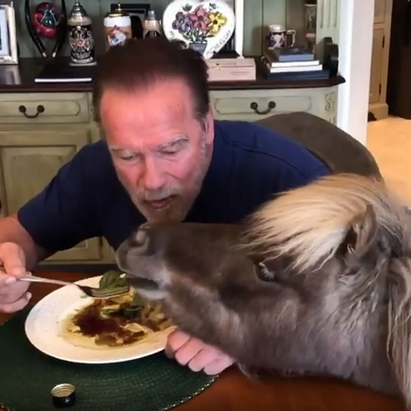 Арнольд Шварценеггер кормит пони по кличке Виски листом салата из своей тарелки. Изображение: кадр из видео