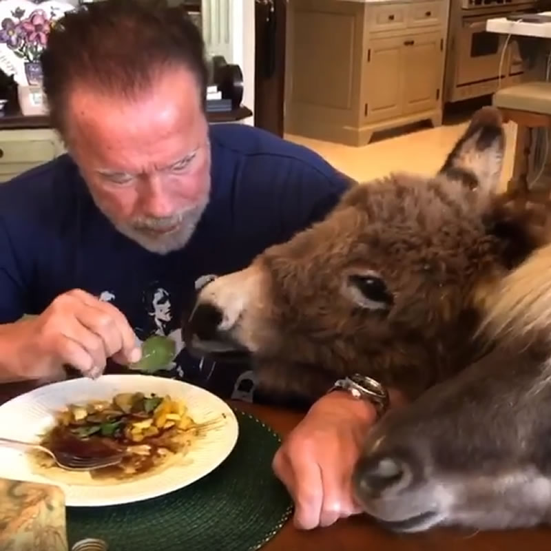 Арнольд Шварценеггер кормит мини-ослицу Лулу листом салата из своей тарелки. Изображение: кадр из видео