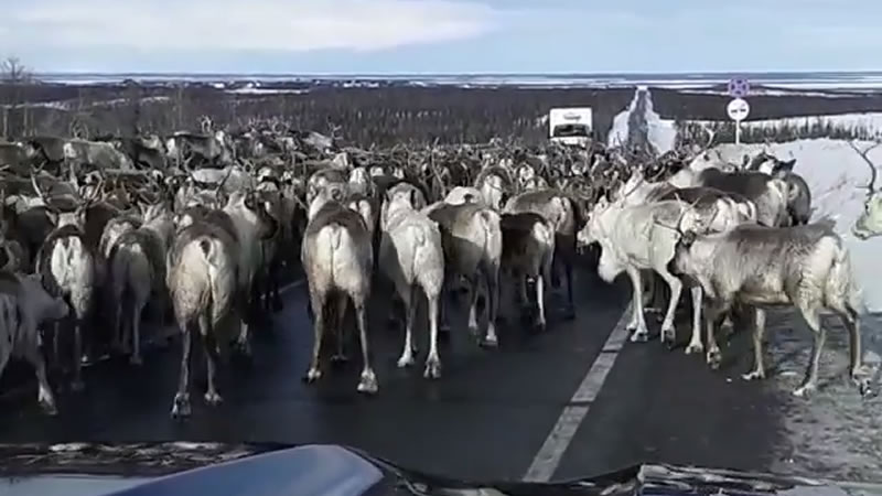 Ямальский мэр попал в пробку из-за стада оленей. Изображение: кадр из видео