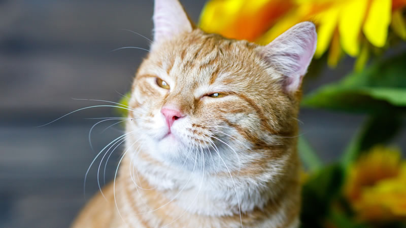 Сервис «Виртуальный хозяин» поможет москвичам выбрать кошку из приюта онлайн. Фото: rayfund.ru