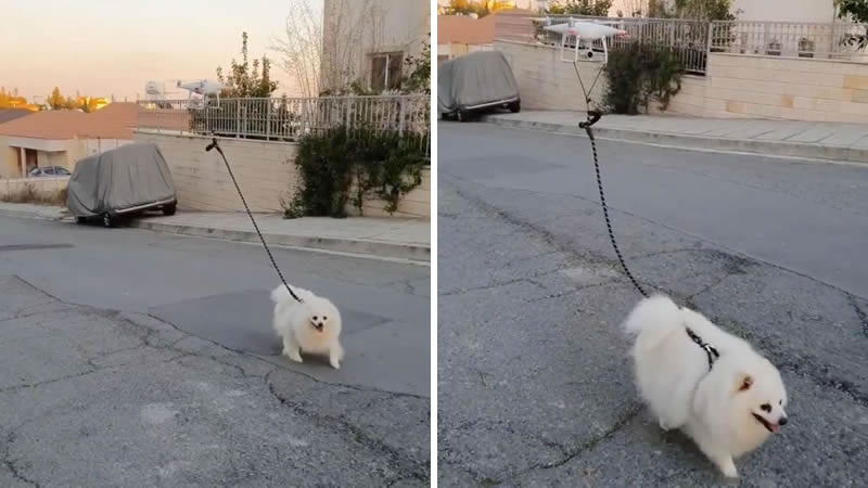 Находящийся в самоизоляции житель Кипра выгуливает собаку с помощью дрона. Изображение: кадр из видео