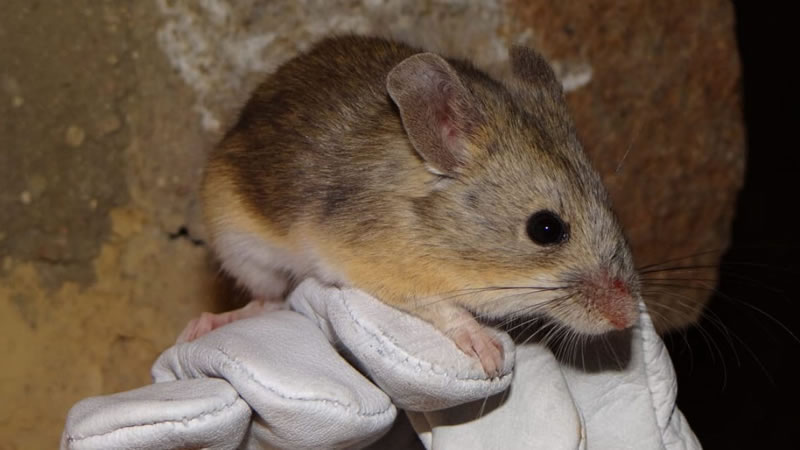Миниатюрная мышь обитает на высоте около 6700 метров в суровых «марсианских» условиях