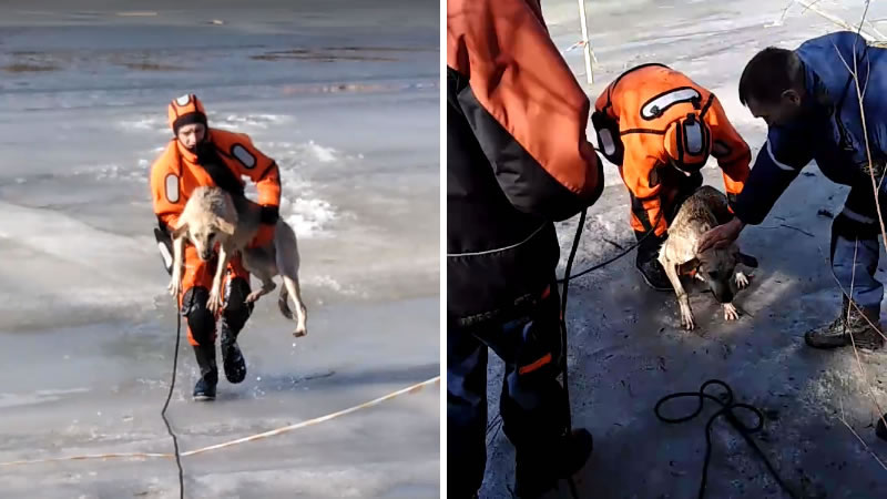В Кургане спасли провалившуюся под лёд собаку. Изображение: кадры из видео