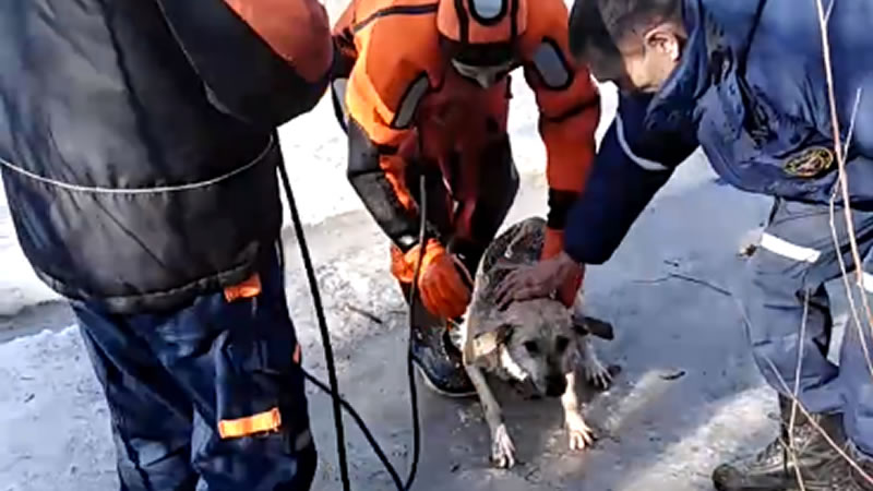 В Кургане спасли провалившуюся под лёд собаку. Изображение: кадр из видео