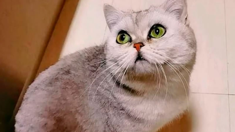 Британская короткошёрстная кошка по кличке Лэ-Лэ