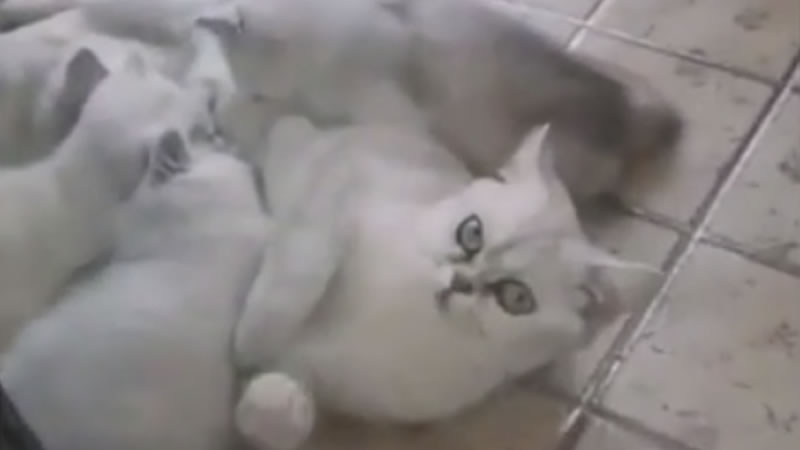 Кошка по кличке Лэ-Лэ с котятами. Изображение: кадр из видео