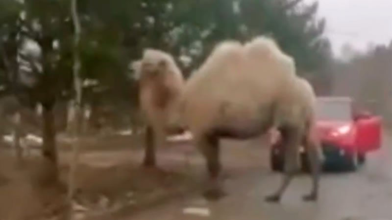 Верблюд гуляет по подмосковному дачному посёлку Поварово. Изображение: кадр из видео