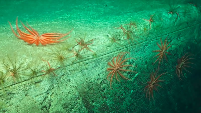 Глубоководные существа из морского заповедника Бремер. Изображение: кадр из видео