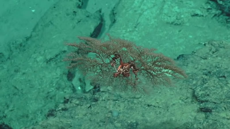 Глубоководное существо из морского заповедника Бремер. Изображение: кадр из видео
