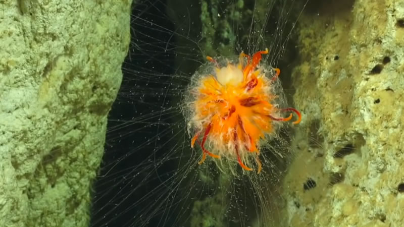 Глубоководное существо из морского заповедника Бремер. Изображение: кадр из видео