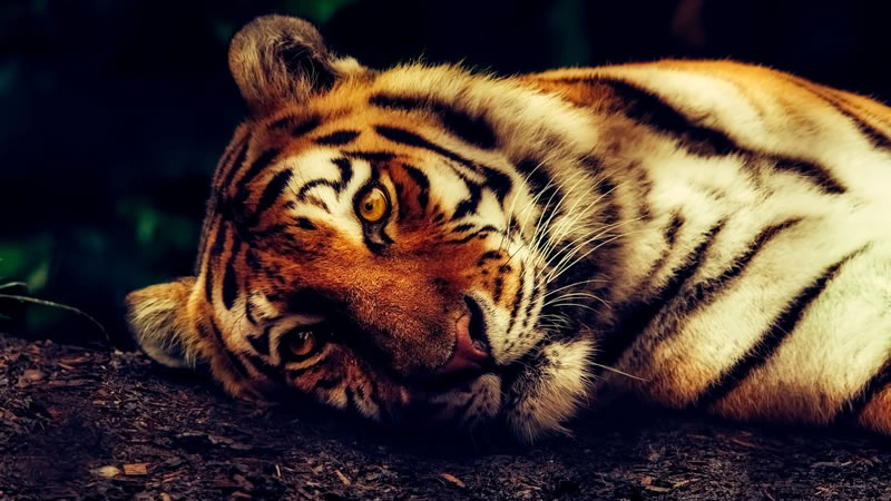 Тигрица заразилась коронавирусом от сотрудника зоопарка