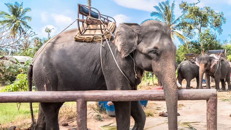 Со спин 78 слонов в Таиланде сняли кабины для катания туристов