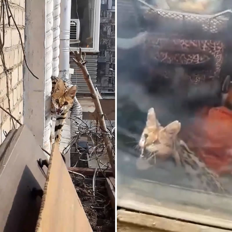 Сервал забрался по парапету на соседский балкон с продуктами. Изображение: кадры из видео