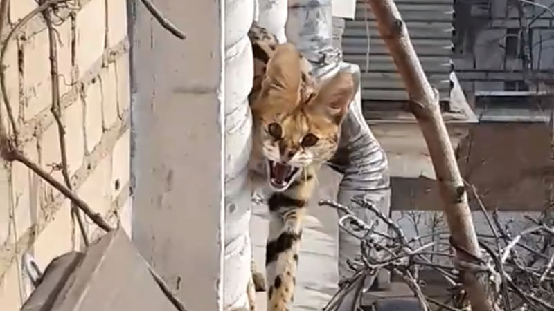 Сбежавший из московской квартиры сервал идёт по парапету пятого этажа. Изображение: кадр из видео