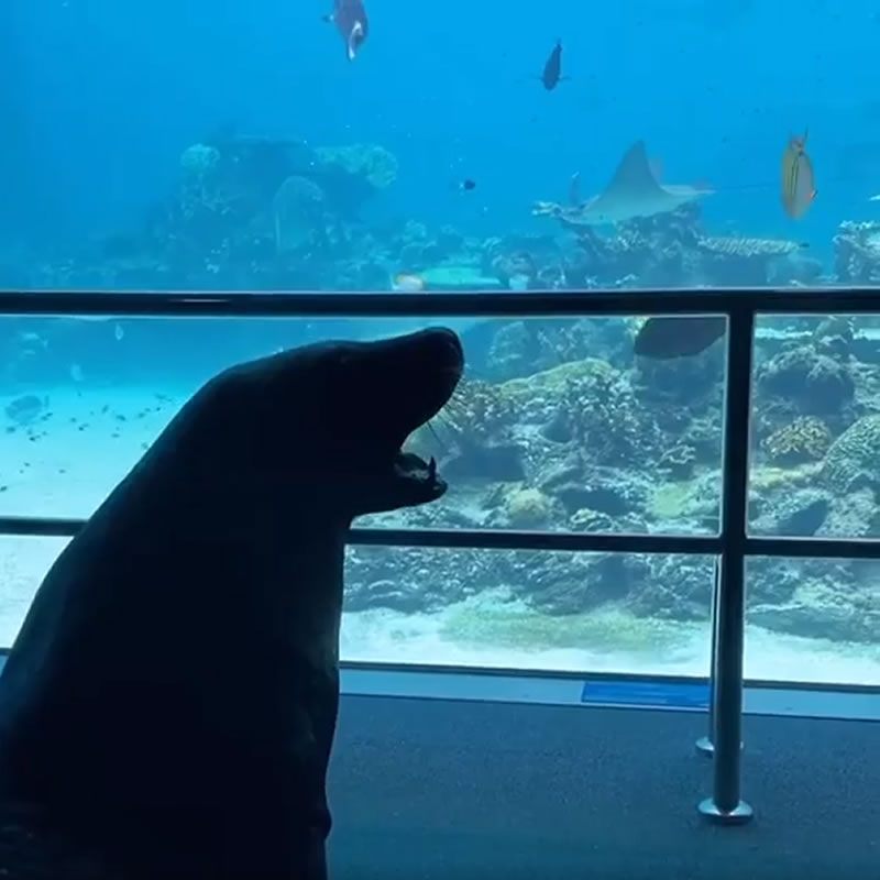 Тюлень по кличке Бирри Джуниор смотрит на соседей по океанариуму. Изображение: кадр из видео