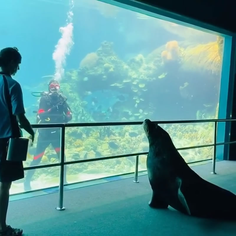 Морской лев Бирри Джуниор приветствует водолаза. Изображение: кадр из видео