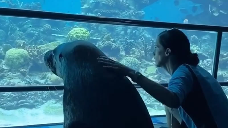 Морскому льву устроили экскурсию по океанариуму. Изображение: кадр из видео