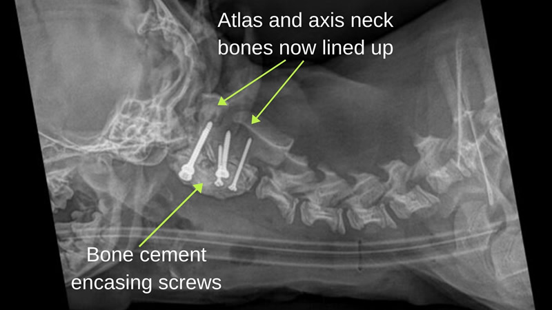 Рентгеновский снимок шейного отдела собаки с вживлёнными имплантами. Фото: Hamilton Specialist Referrals
