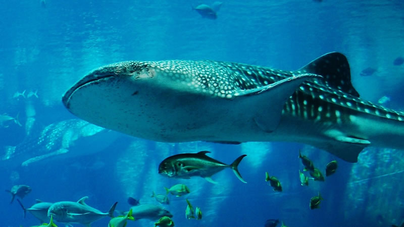 Китовая акула - одна из крупнейших в мире хрящевых рыб