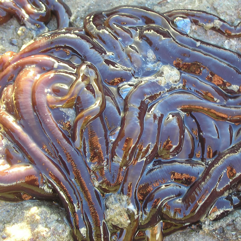 Lineus longissimus – Морской лентовидный червь из рода немертин